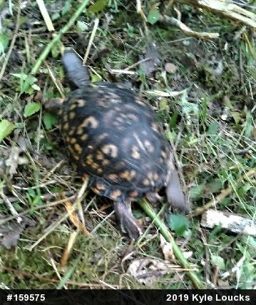 Eastern Box Turtle