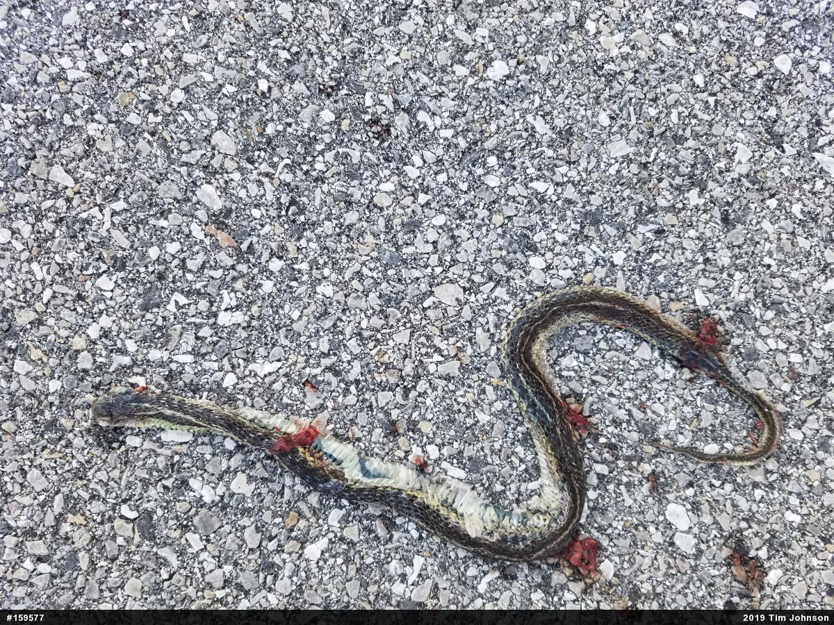 Eastern Gartersnake