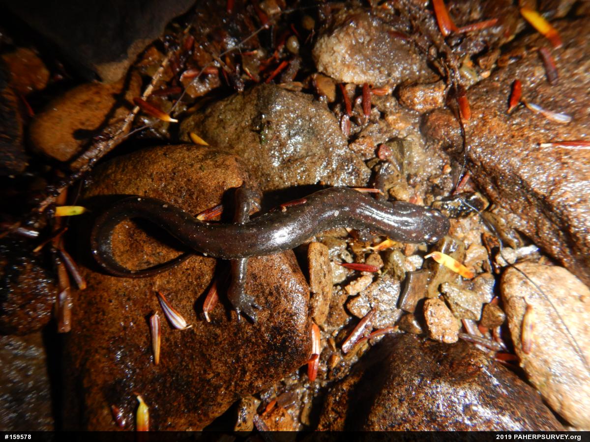 Northern Dusky Salamander