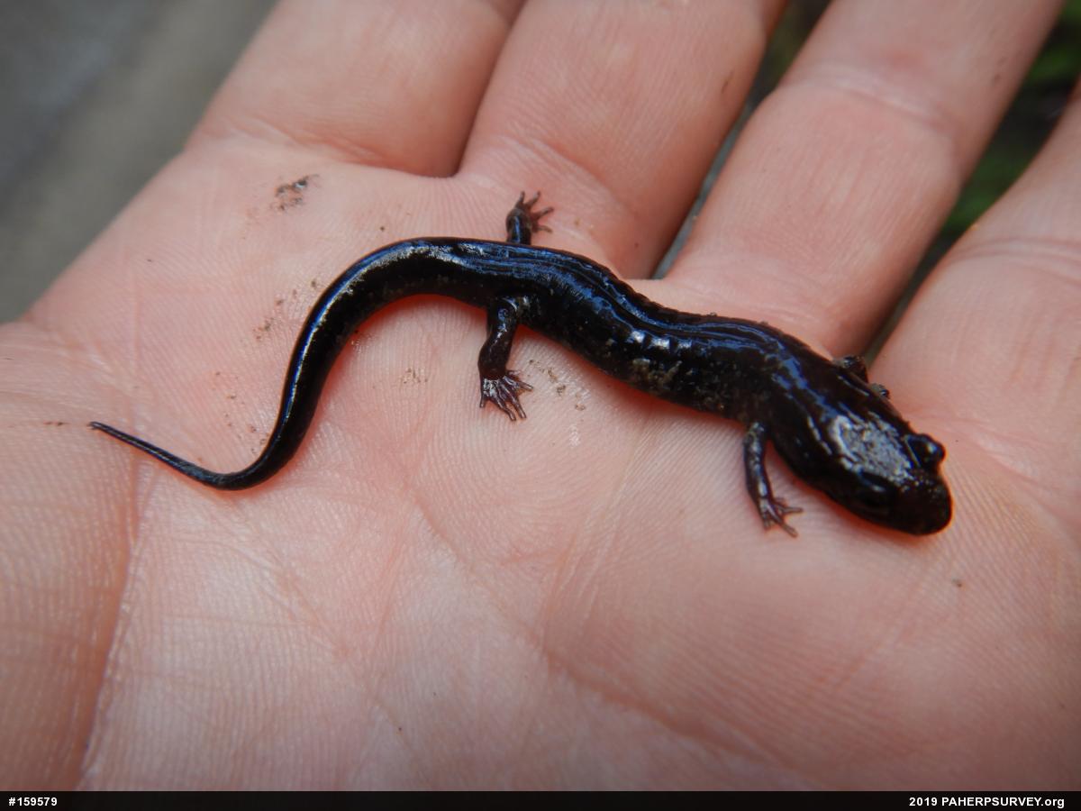 Allegheny Mountain Dusky Salamander