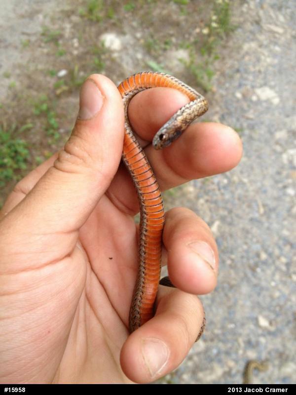 Red-bellied Snake