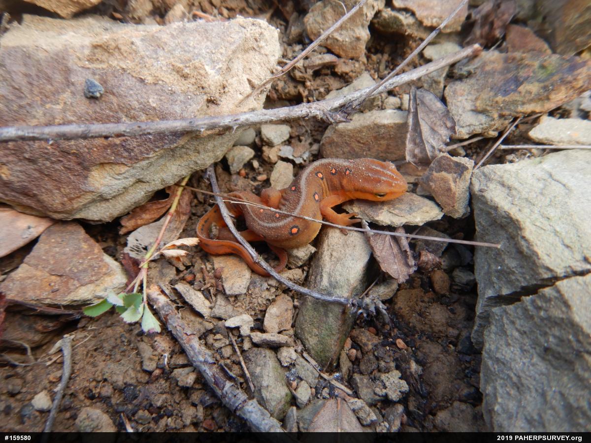 Red-spotted Newt