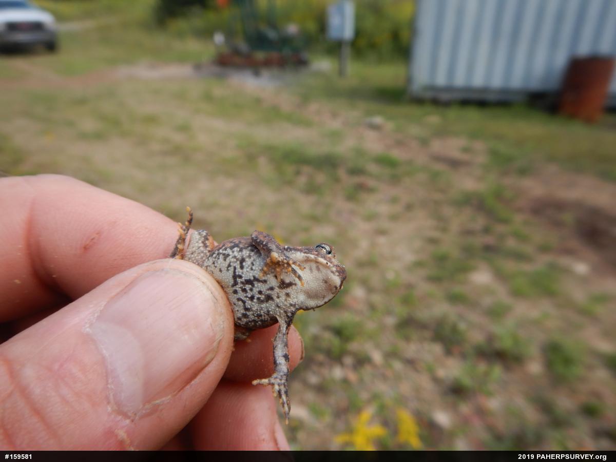 Eastern American Toad