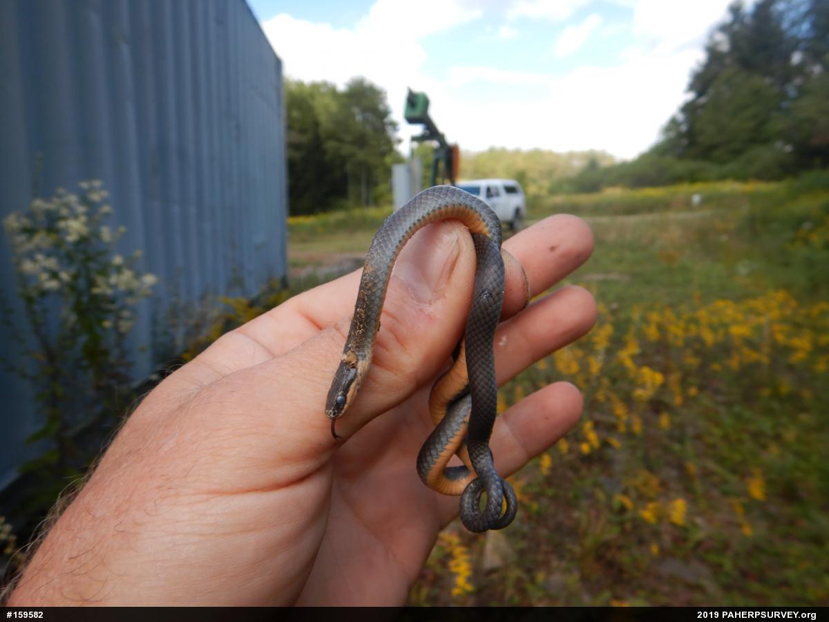 Northern Ring-necked Snake