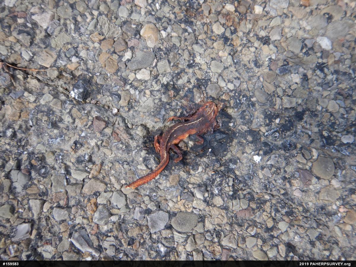 Red-spotted Newt