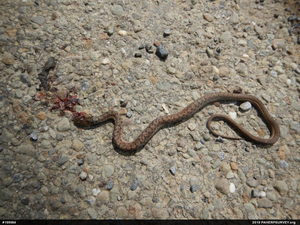 Eastern Gartersnake