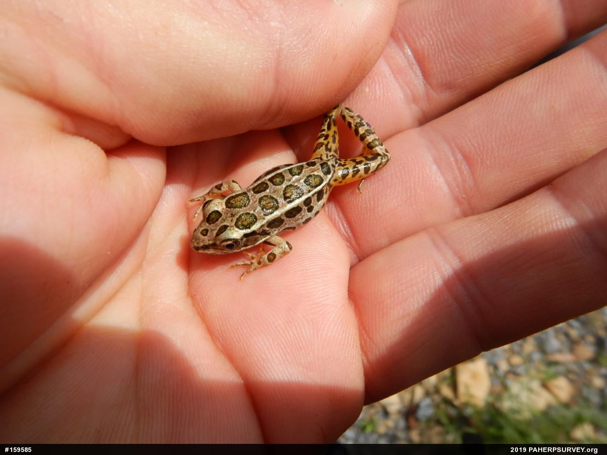 Pickerel Frog