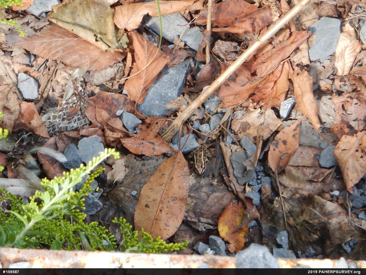 Pickerel Frog