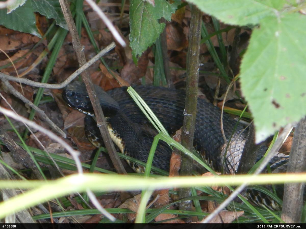 Timber Rattlesnake
