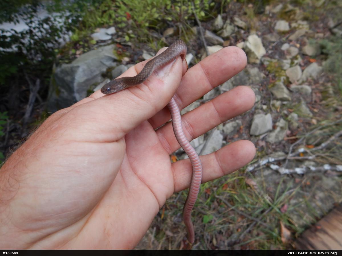 Red-bellied Snake