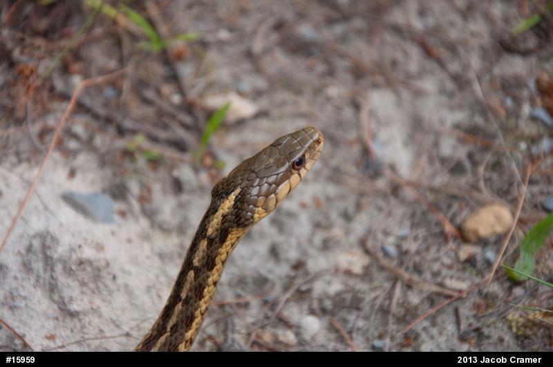 Eastern Gartersnake