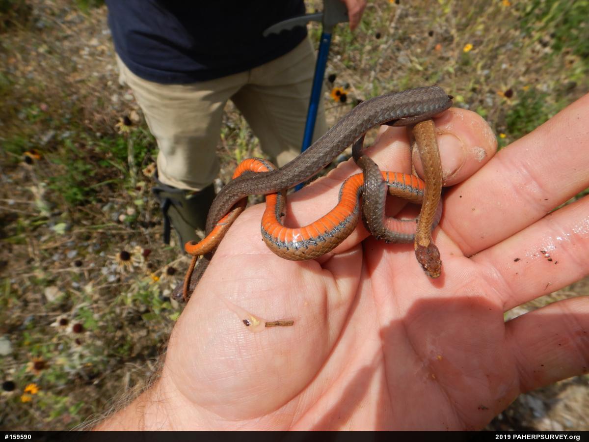 Red-bellied Snake