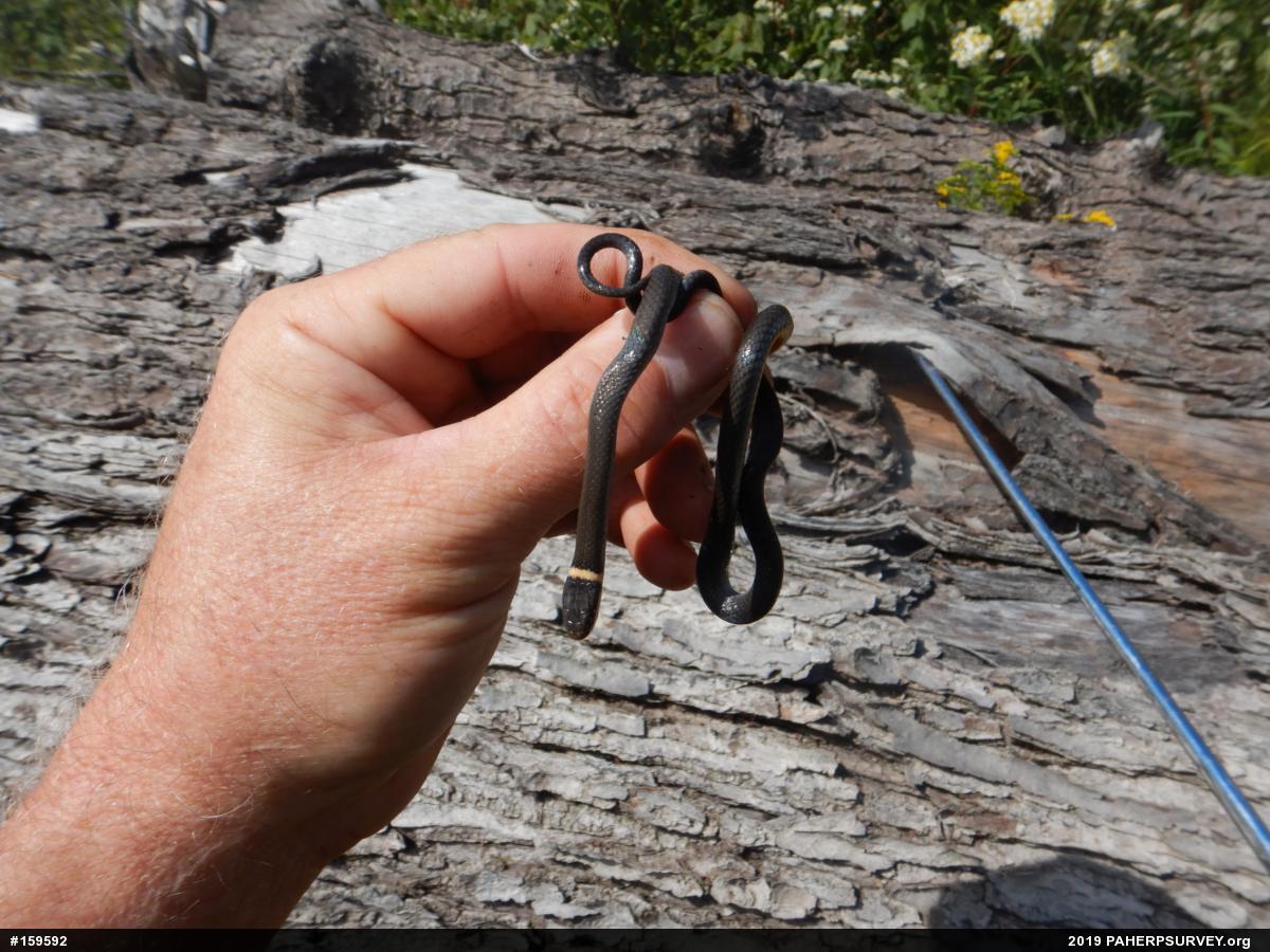 Northern Ring-necked Snake