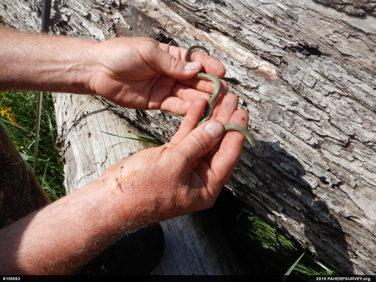 Smooth Greensnake
