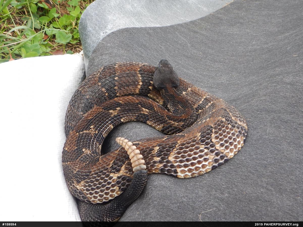 Timber Rattlesnake
