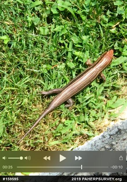 Broad-headed Skink