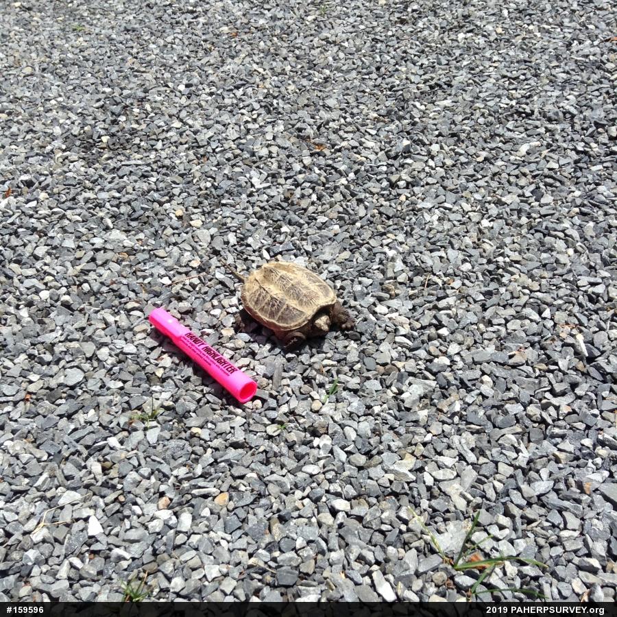 Snapping Turtle
