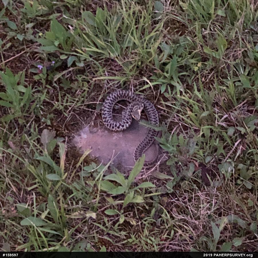 Eastern Gartersnake
