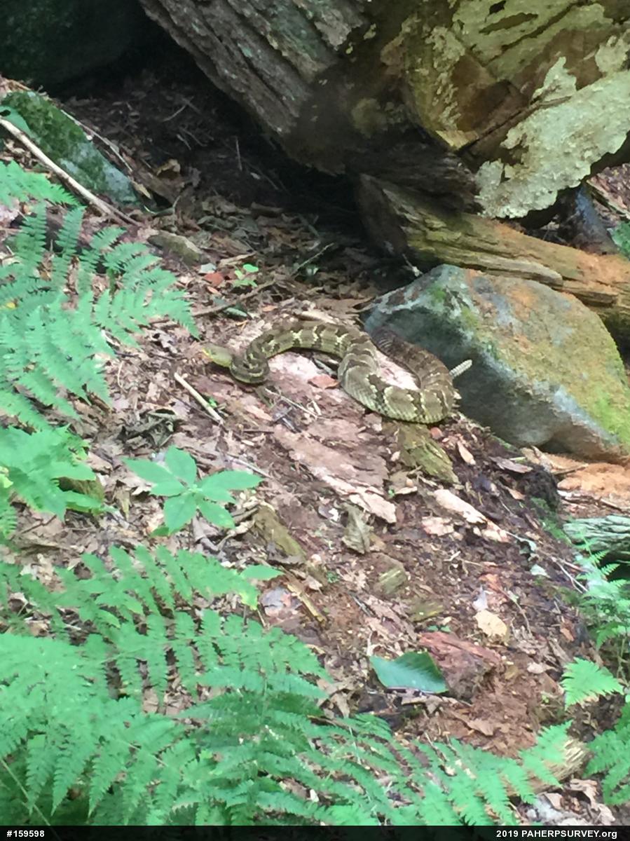 Timber Rattlesnake