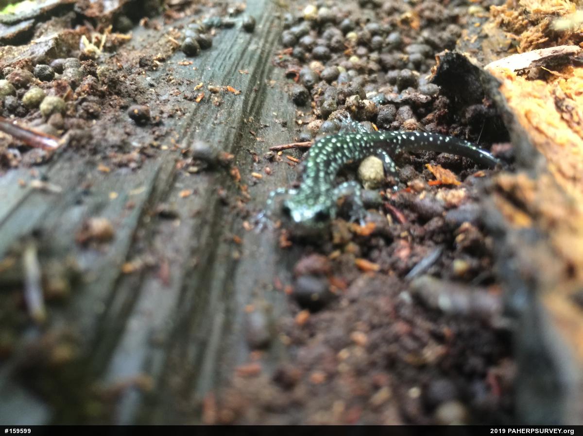 Northern Slimy Salamander