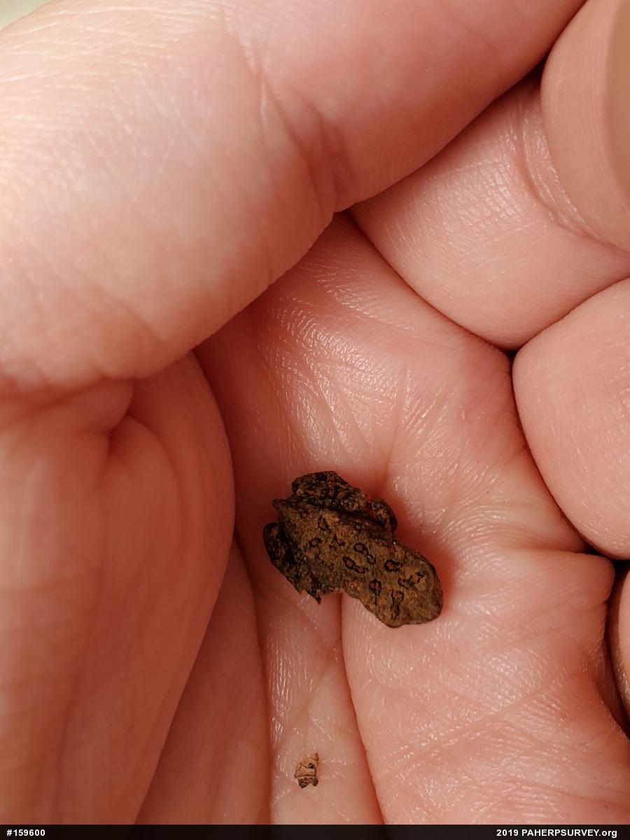True Toads