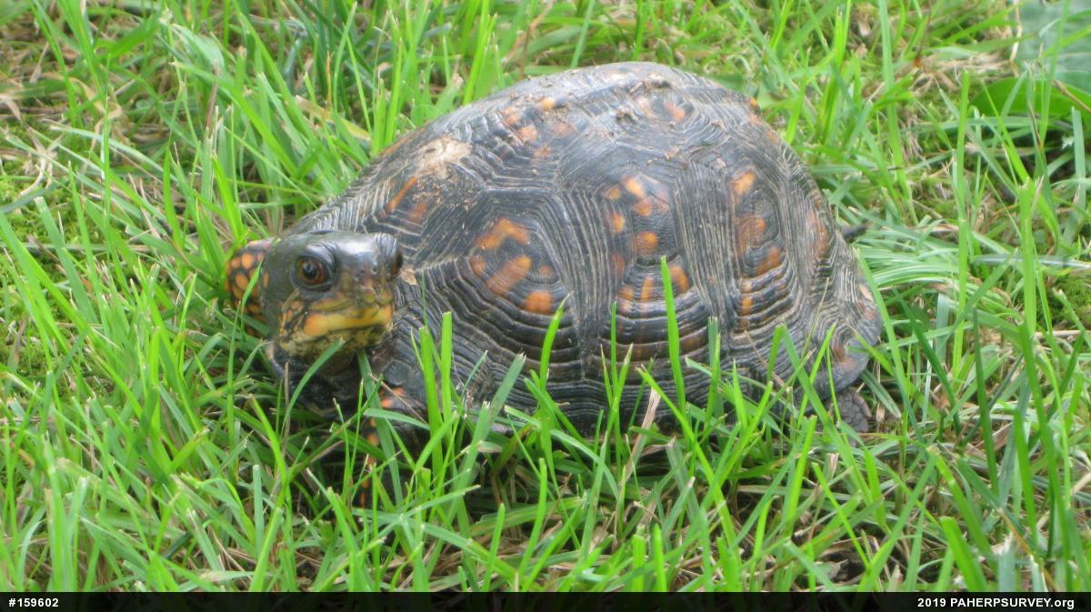 Eastern Box Turtle