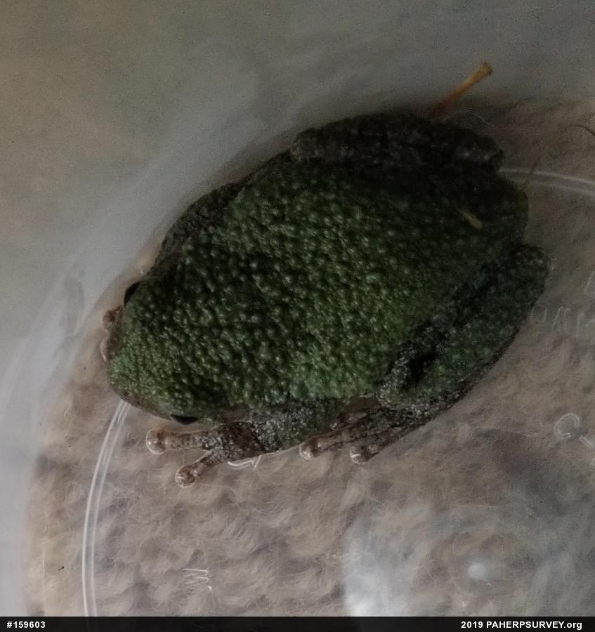 Unknown Gray Treefrog
