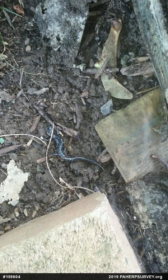 Northern Slimy Salamander