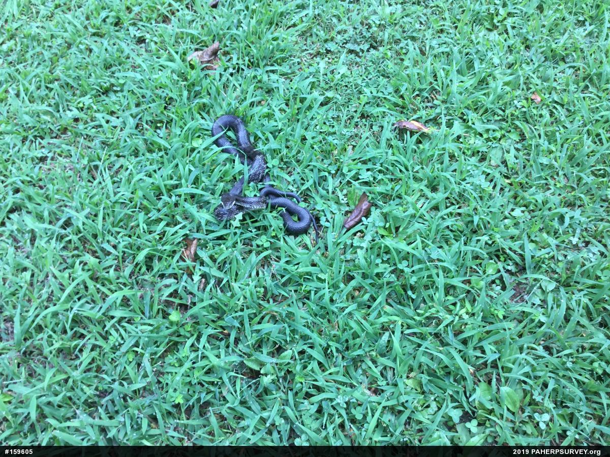 Eastern Ratsnake
