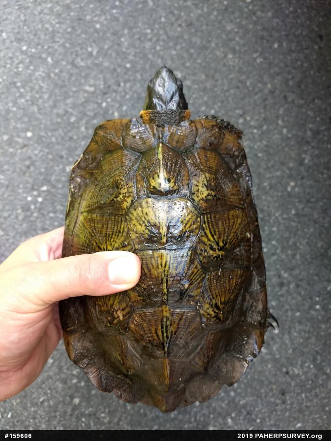 Wood Turtle