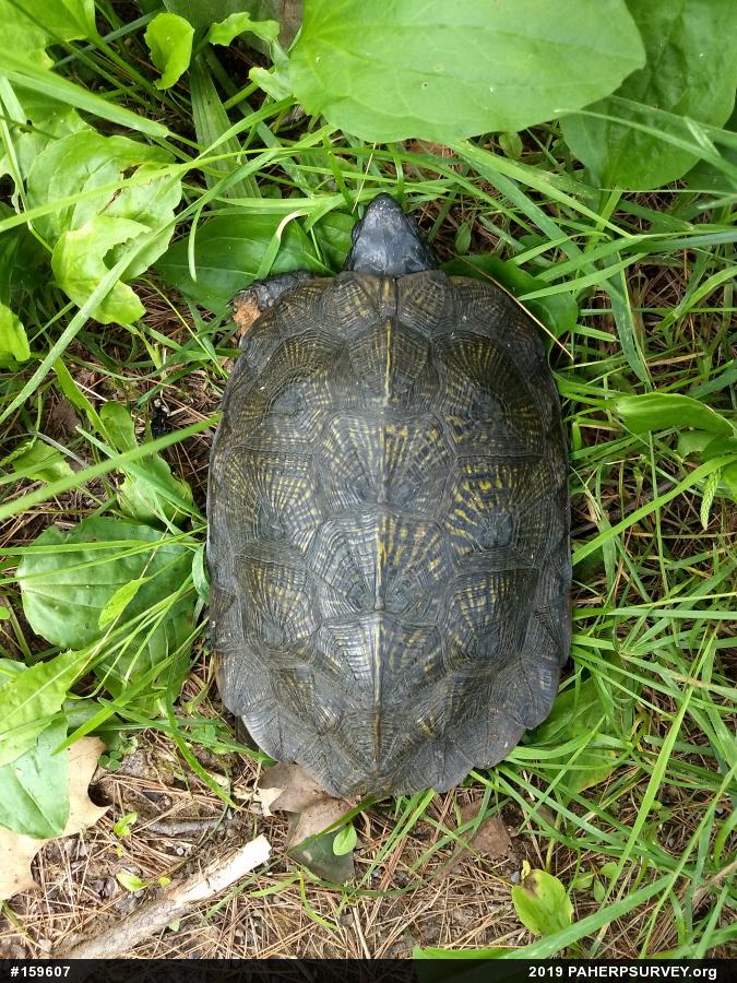 Wood Turtle