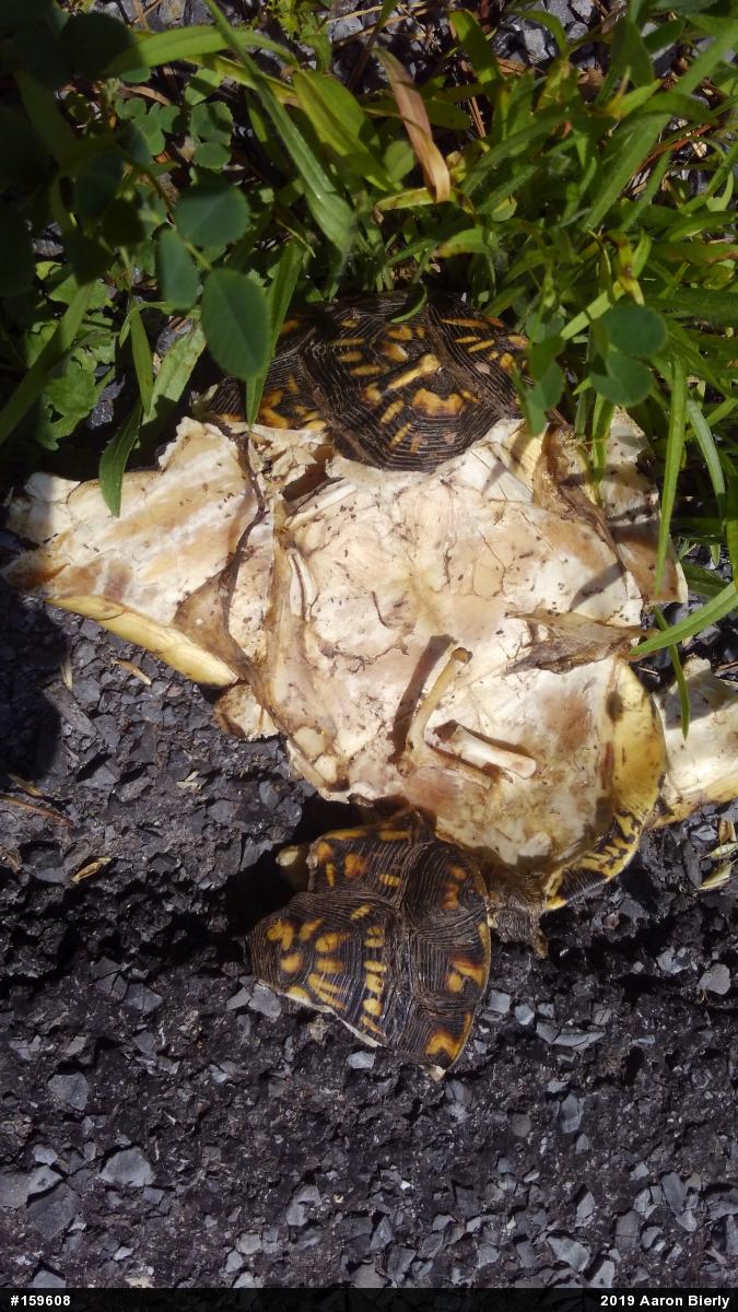 Eastern Box Turtle