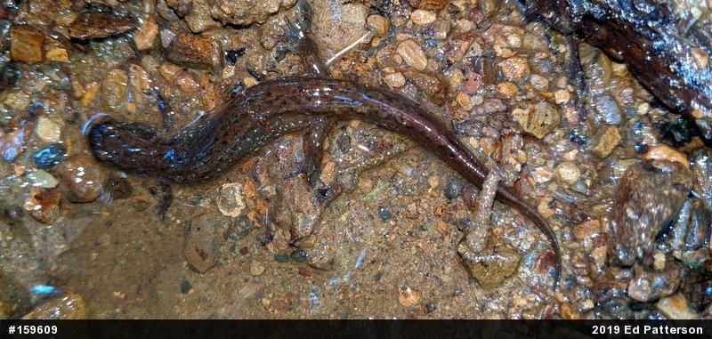 Northern Dusky Salamander