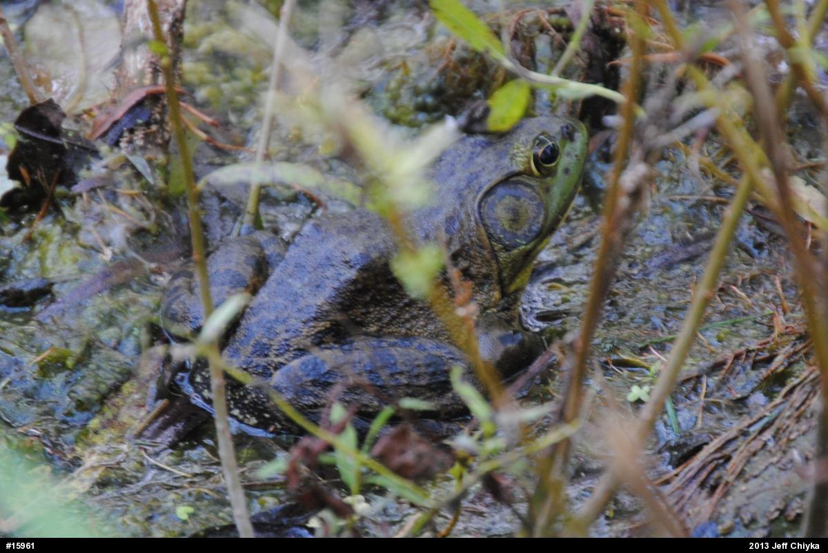 American Bullfrog
