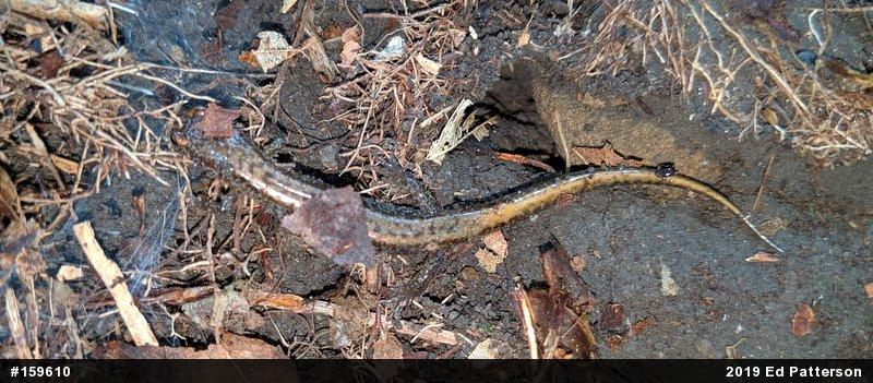 Allegheny Mountain Dusky Salamander