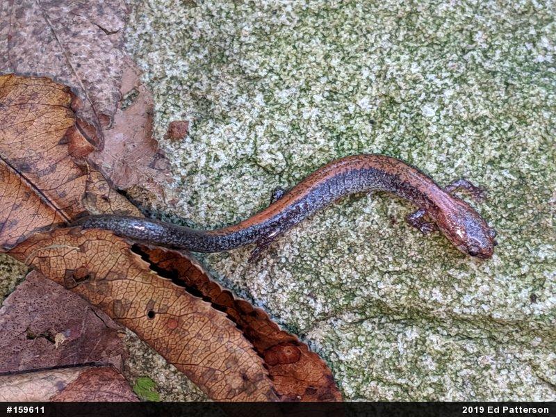 Eastern Red-backed  Salamander