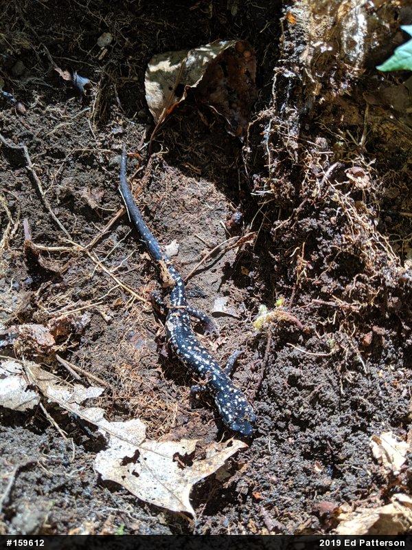 Northern Slimy Salamander