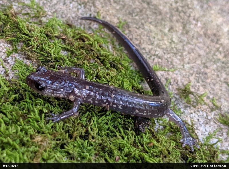 Wehrle's Salamander