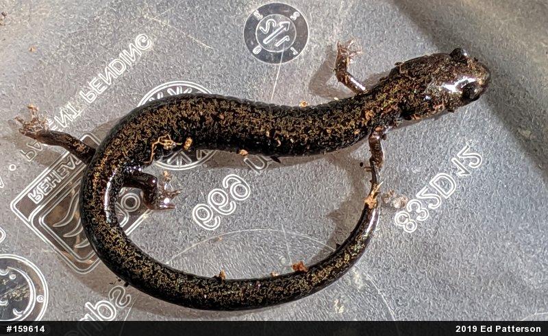 Valley And Ridge Salamander
