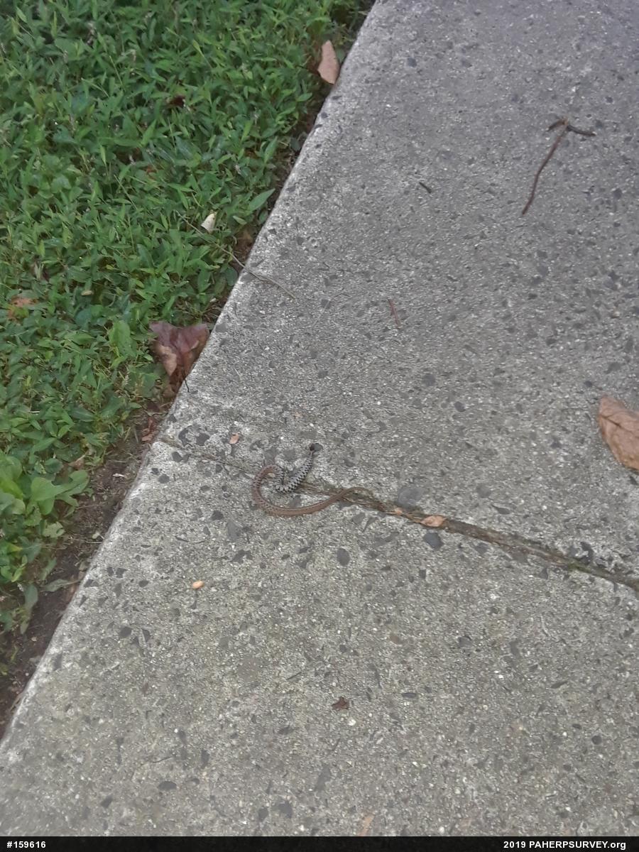 Dekay's Brownsnake