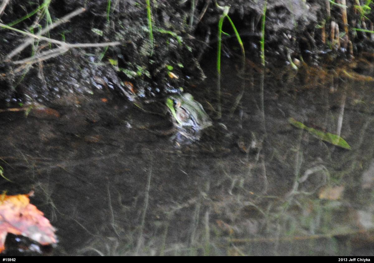 Green Frog