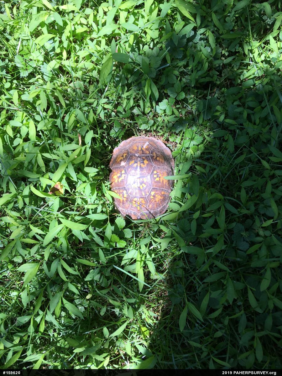 Eastern Box Turtle