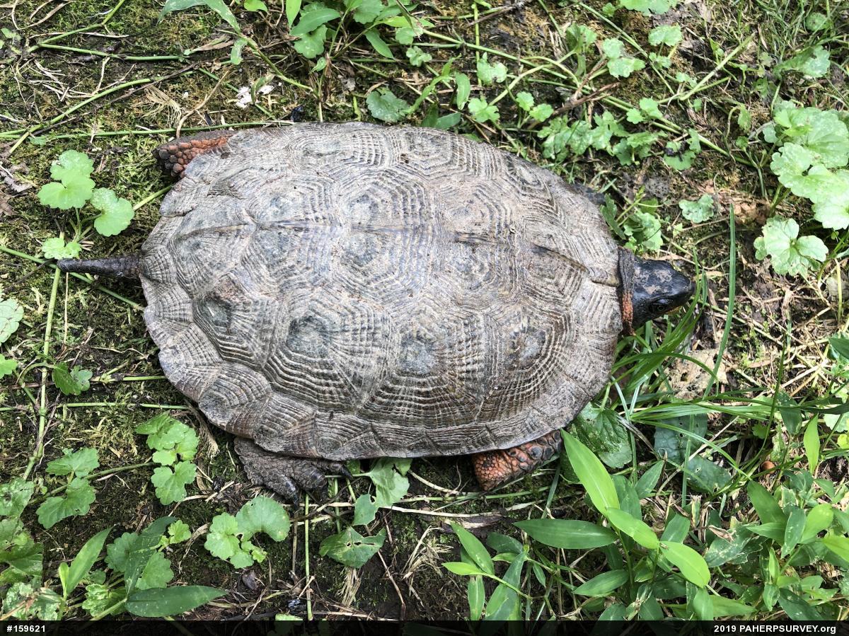 Wood Turtle