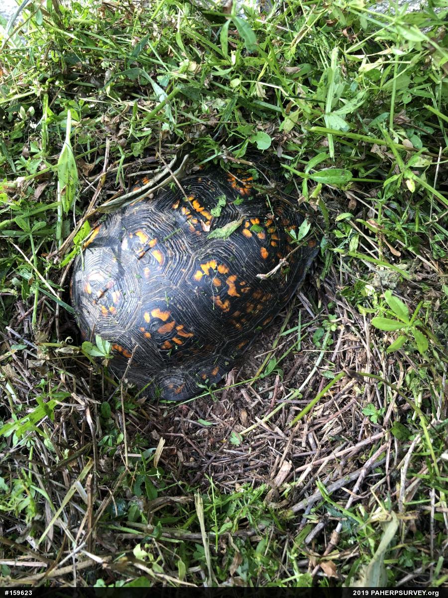 Eastern Box Turtle
