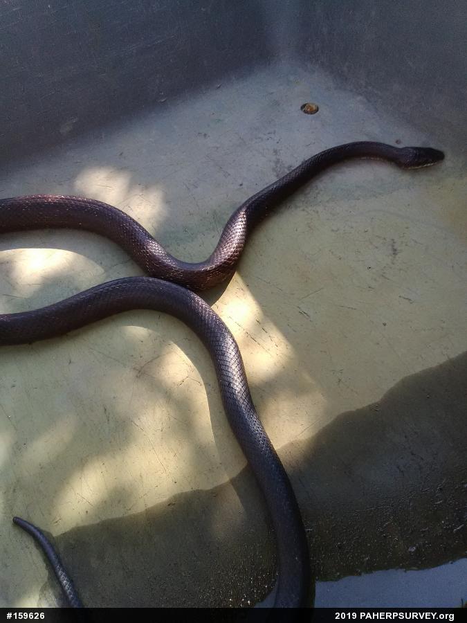 Eastern Ratsnake