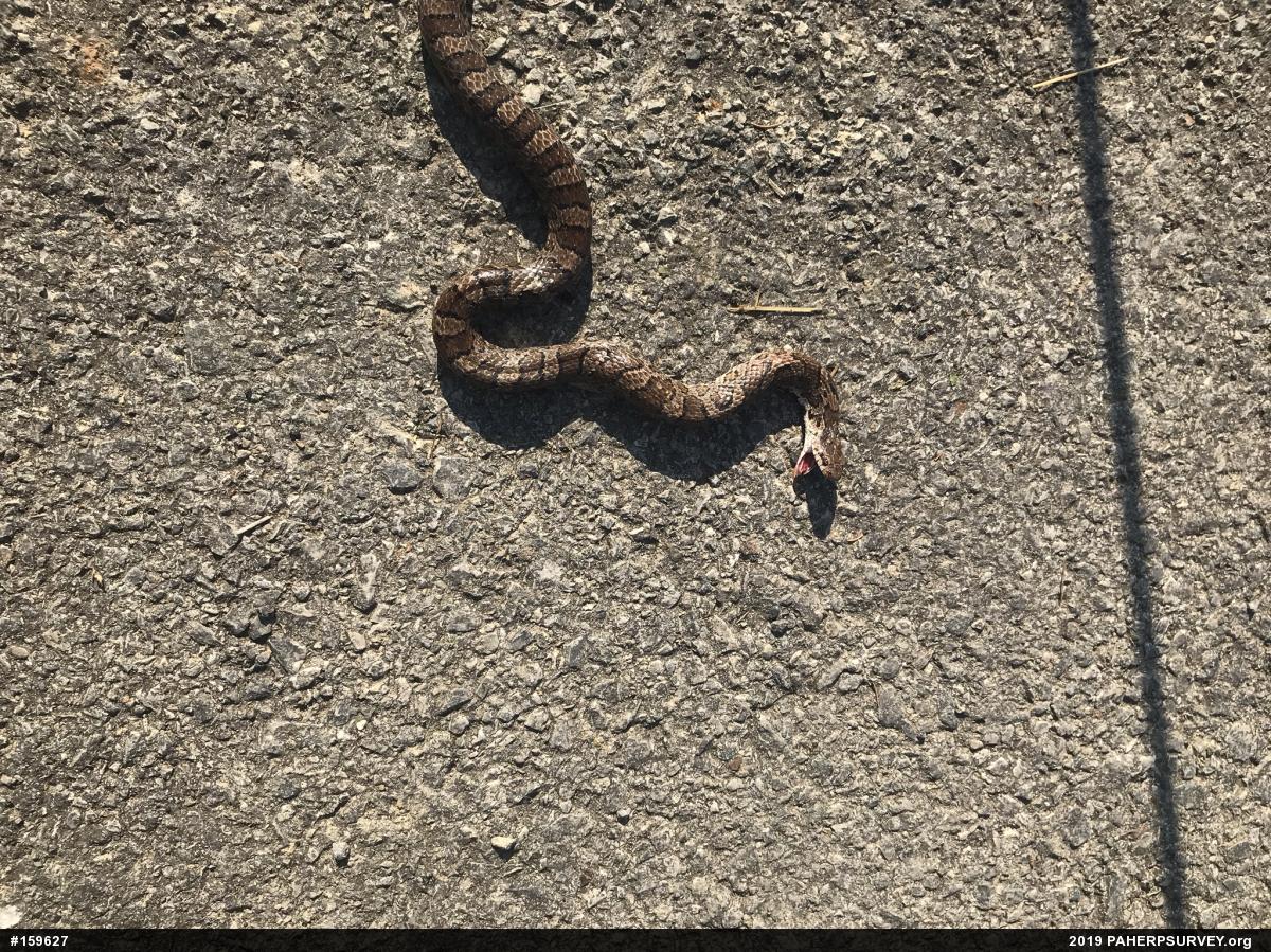 Eastern Milksnake