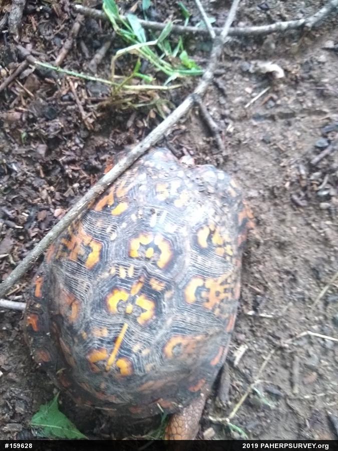 Eastern Box Turtle