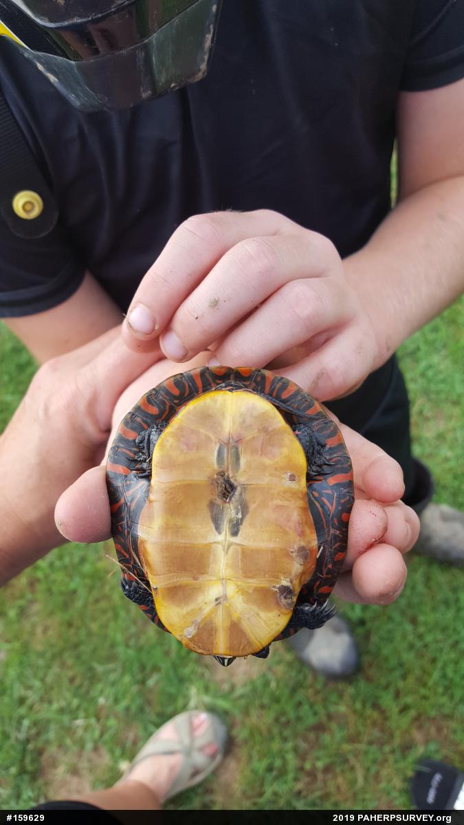 Painted Turtle