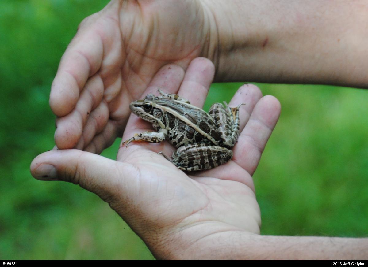 Pickerel Frog