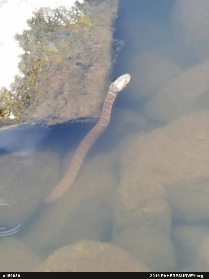Northern Watersnake